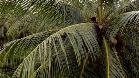 Macaque Monkey Picking Coconut Stock Footage 74420285