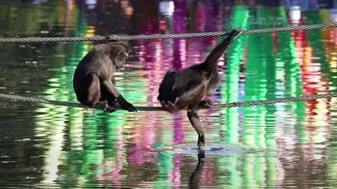 Macaque Monkey Picking Leaf Out of Pond While Hanging from Rope Stock Footage 339085054