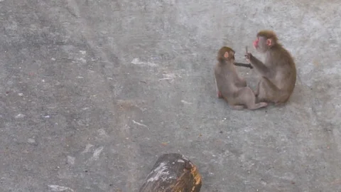 Macaque Monkey is Playing with its Cub Stock Footage 112055141