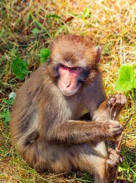 A macaque monkey playing with a stick while sitting in the grass. Stockfoto's