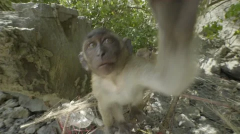 Macaque monkey plays with the camera Stock Footage 61036883