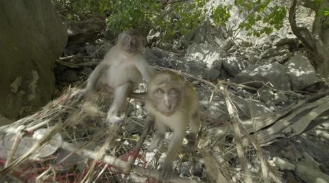 Macaque monkey plays with the camera Video stock 61036894