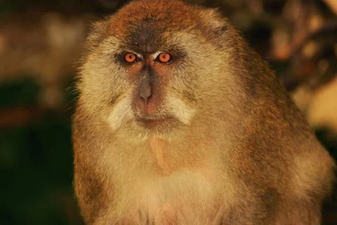 Macaque monkey portrait closeup Foto stock