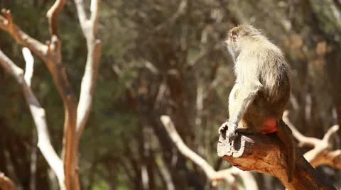 Macaque monkey portrait in Madrid zoo Stock Footage 11520969
