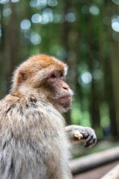 Macaque monkey portrait with rainforest background closeup fluffy cute emotio Stock Photos