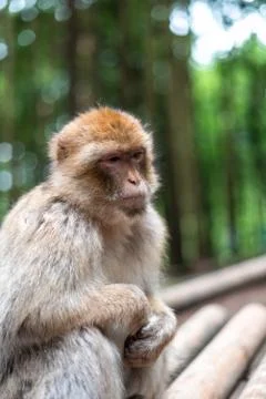Macaque monkey portrait with rainforest background closeup fluffy cute emotio Stock Photos