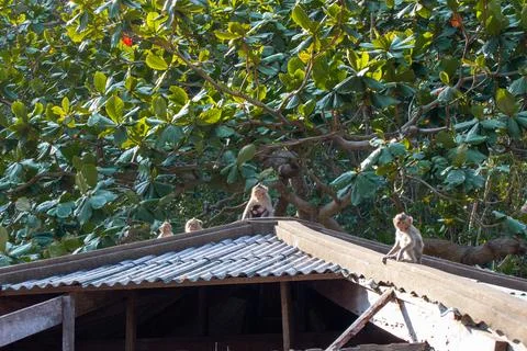 Macaque monkey portrait , which name is long tailed, crab-eating or cynomol.. Foto stock