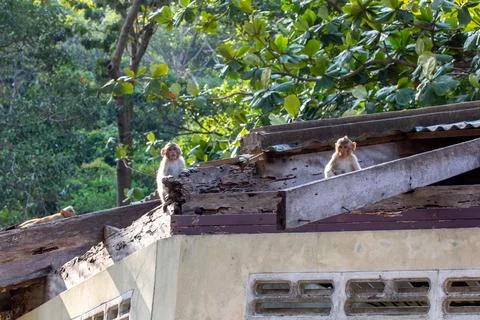 Macaque monkey portrait , which name is long tailed, crab-eating or cynomol.. 스톡 사진