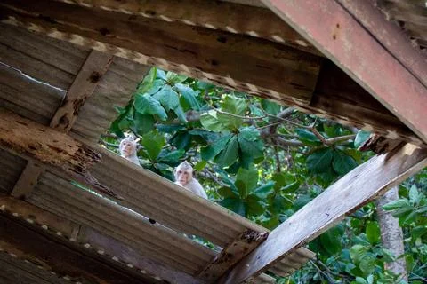 Macaque monkey portrait , which name is long tailed, crab-eating or cynomol.. Foto stock