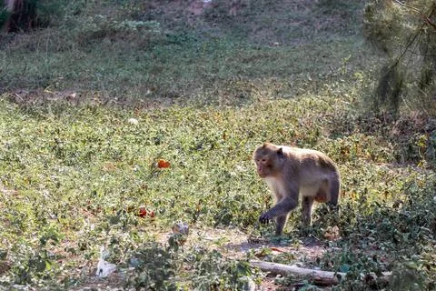 Macaque monkey portrait , which name is long tailed, crab-eating or cynomol.. Stock Photos