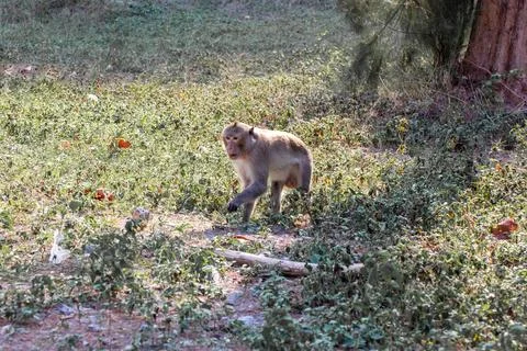 Macaque monkey portrait , which name is long tailed, crab-eating or cynomol.. Stock-Fotos