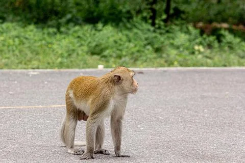 Macaque monkey portrait , which name is long tailed, crab-eating or cynomol.. Stock Photos