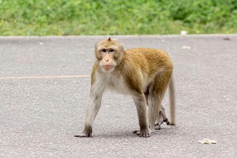 Macaque monkey portrait , which name is long tailed, crab-eating or cynomol.. Stock Photos