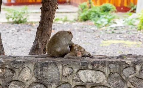 Macaque monkey portrait , which name is long tailed, crab-eating or cynomol.. Foto stock