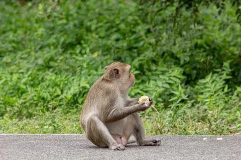 Macaque monkey portrait , which name is long tailed, crab-eating or cynomol.. Stock Photos