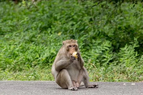 Macaque monkey portrait , which name is long tailed, crab-eating or cynomol.. Foto stock