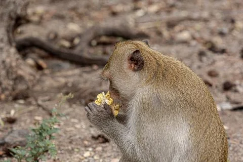 Macaque monkey portrait , which name is long tailed, crab-eating or cynomol.. Stock Photos