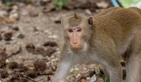 Macaque monkey portrait , which name is long tailed, crab-eating or cynomol.. Stock Photos