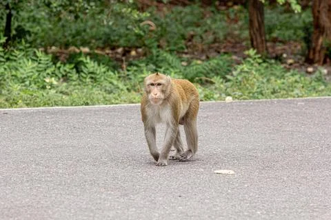 Macaque monkey portrait , which name is long tailed, crab-eating or cynomol.. Stock-Fotos
