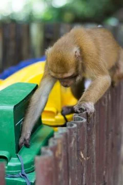 Macaque Monkey pulls out food from trash bin Stock Photos