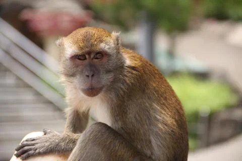 Macaque monkey quitely sitting and looking away. Close-up with blurry background Stock Photos