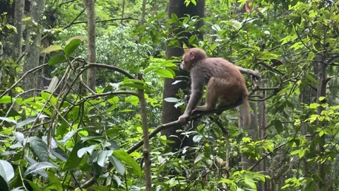 Macaque monkey resting on a tree branch in a dense green forest. Stock-Footage 336539688