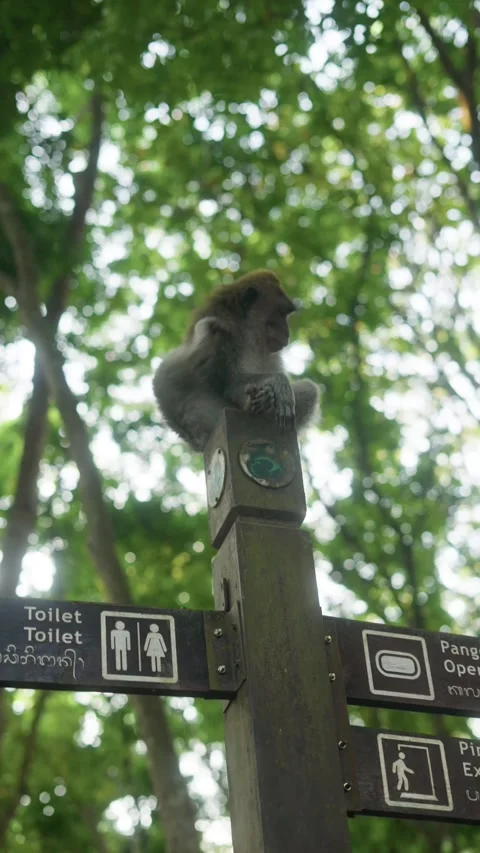 Macaque monkey resting on a wooden signpost in green forest Stock Footage 340847313