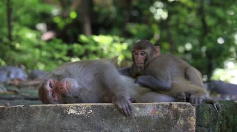 Macaque monkey in Rishikesh, India Stock Footage 43971331
