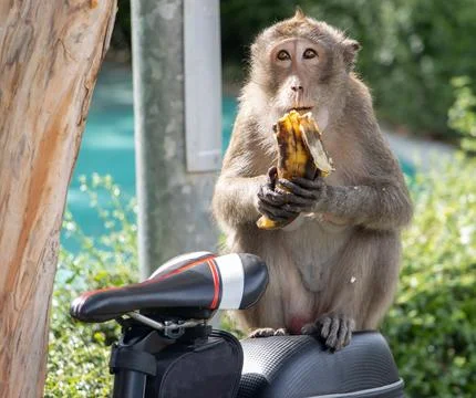 A macaque monkey sits on a bicycle and eats a banana, Thailand Foto stock