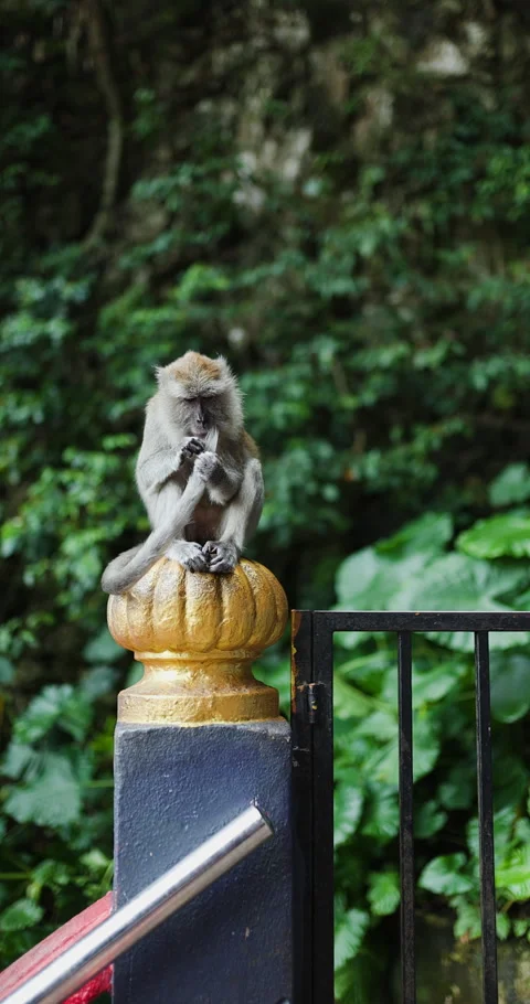 A Macaque Monkey Sits Calmly on a Golden Finial, Grooming Itself and Observing Stock Footage 346662369