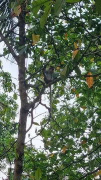 A macaque monkey sits on a tree branch, surrounded by vibrant green foliage.  Stock-Fotos