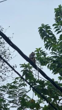 A macaque monkey sits on a tree branch, surrounded by vibrant green foliage.  Stock Photos