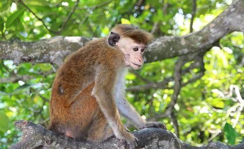 A macaque monkey sits on a tree trunk among the green foliage Foto stock