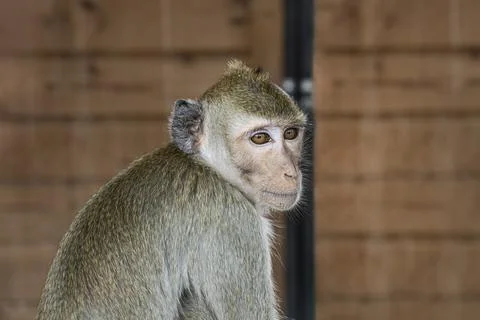 Macaque monkey sits on a wooden background with a sad look 스톡 사진