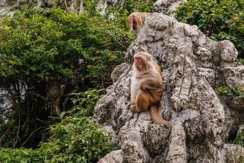 Macaque Monkey Sitting Alertly on a Large Textured Rock Form in a Garden Stock Photos