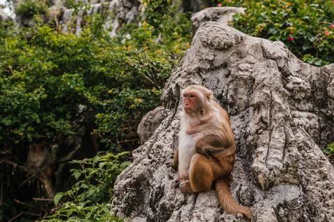 Macaque Monkey Sitting Alertly on a Large Textured Rock Form in a Garden Stock Photos