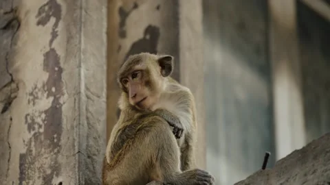 Macaque Monkey Sitting Alone At Temple Ruins In Lopburi, Thailand. closeup, low Stock-Footage 300658950