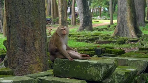 A macaque monkey is sitting on the ancient ruins of Angkor Wat in Cambodia Stock Footage 318677861