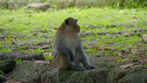 A macaque monkey is sitting on the ancient ruins of Angkor Wat in Cambodia Stock Footage 318721823