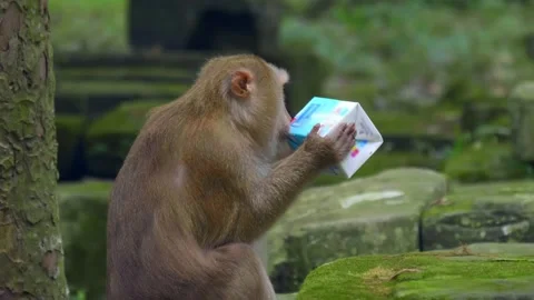 A macaque monkey is sitting and drinking packaged milk on the ancient ruins  Stock Footage 318656935
