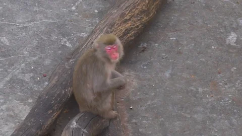 Macaque Monkey is Sitting and Waiting for Food Stock Footage 112055207