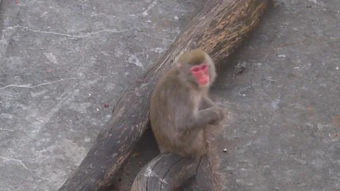 Macaque Monkey is Sitting and Waiting for Food Stock Footage 112055243