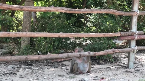 Macaque monkey sitting behind a rustic wooden log fence 스톡 동영상 340207380