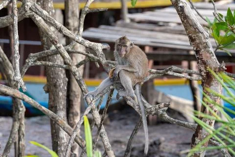 Macaque monkey sitting on branches in Khlong Muang Stock Photos