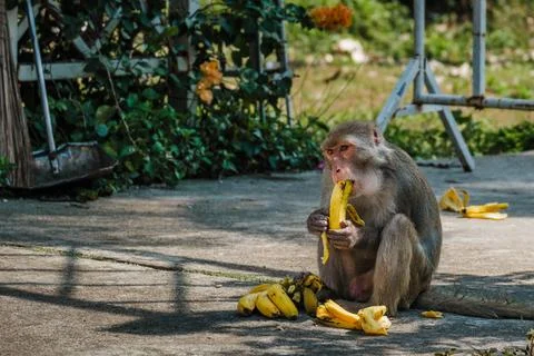 Macaque Monkey Sitting on Concrete Ground Eating Fresh Yellow Bananas Fotos de archivo