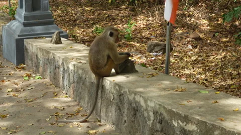 Macaque monkey sitting on concrete wall near walkway with dry leaves in tropical Stock Footage 330882443
