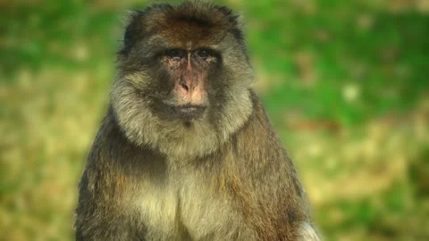 MACAQUE MONKEY SITTING ON THE GRASS AND YAWNING IN FOLLY FARM ZOO, WALES Stock Footage 304645938