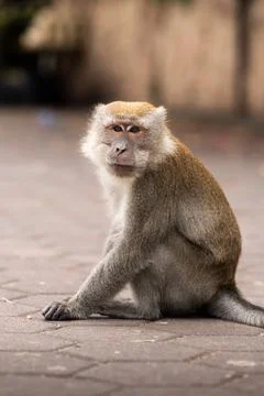 Macaque monkey sitting on ground looking forward Stock Photos