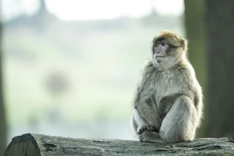 Macaque Monkey Sitting On A Log Looking Away Stock Photos
