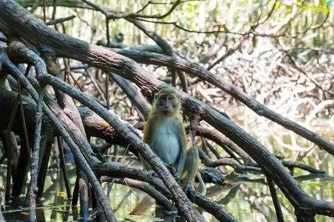 Macaque monkey sitting on mangrove tree Stock Photos